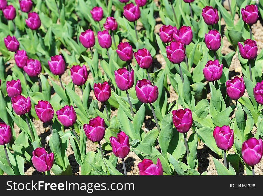 Tulipa of the species Purple Prince  in Parc Floral, Paris, France. Tulipa of the species Purple Prince  in Parc Floral, Paris, France.