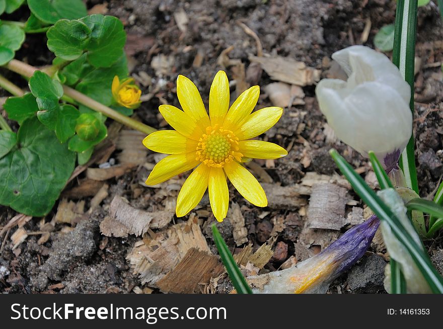 Photo flower growing in a Polish natural environment. A flower called Ficaria Verna