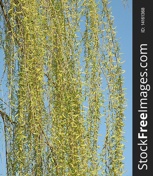 Spring tree branch and blue sky