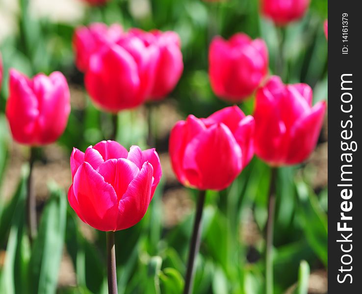 Tulipa Christmas Marvel  in Parc Floral, Paris, France. Tulipa Christmas Marvel  in Parc Floral, Paris, France.