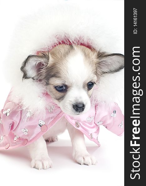 Chihuahua puppy dressed in a pink jacket decorated with ostrich feathers and sequins on white. Chihuahua puppy dressed in a pink jacket decorated with ostrich feathers and sequins on white
