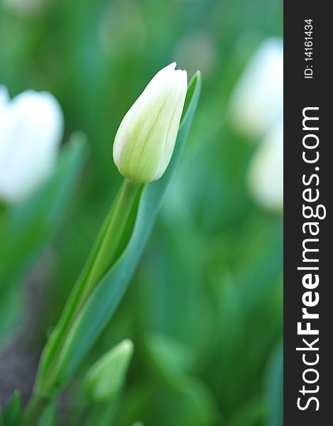 White blooming tulip of the specie JAN REUS. White blooming tulip of the specie JAN REUS