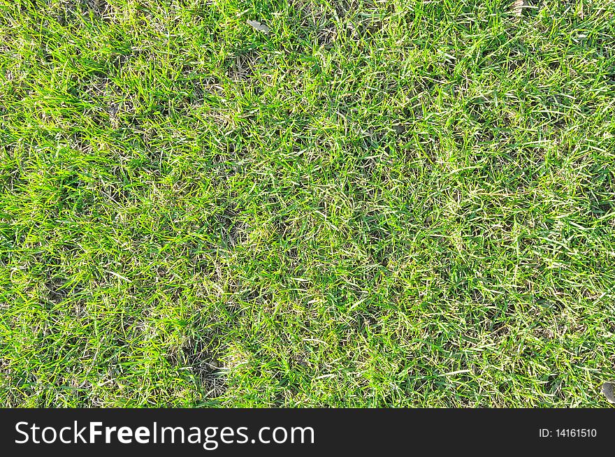 Pictured a beautiful garden fresh spring grass. picture suitable as textura or background. Pictured a beautiful garden fresh spring grass. picture suitable as textura or background.