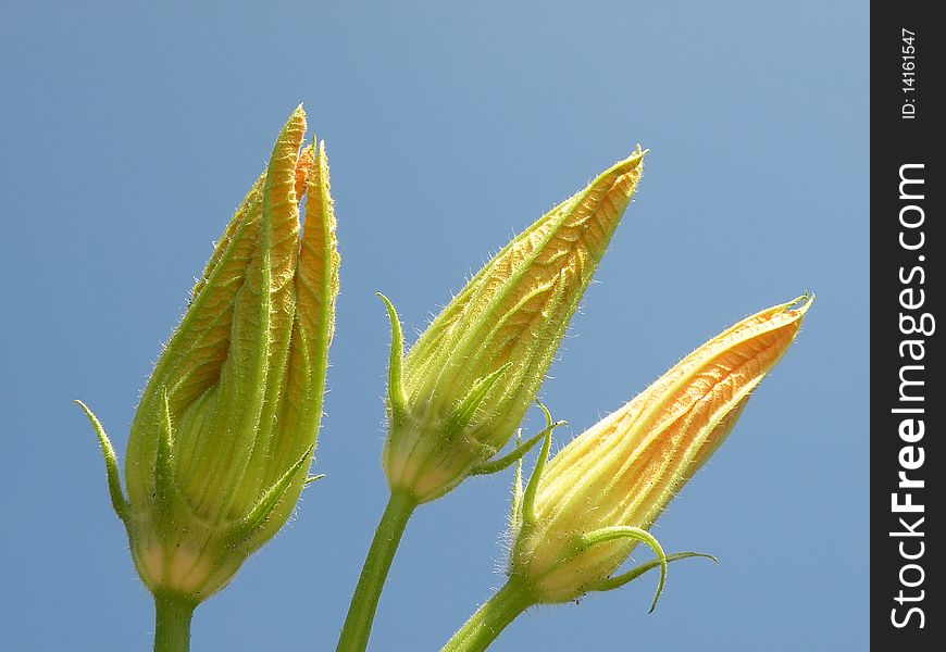 Zucchini or courgetter flowers and blue sky. Zucchini or courgetter flowers and blue sky