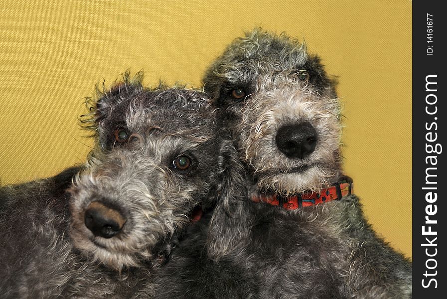 Portrait of two dog brothers against a beige backdrop