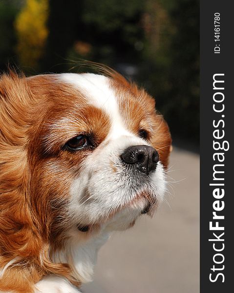 A King charles spaniel with his head out of the car window. A King charles spaniel with his head out of the car window