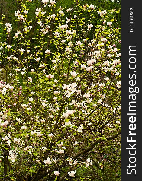 Background of blooming magnolia tree