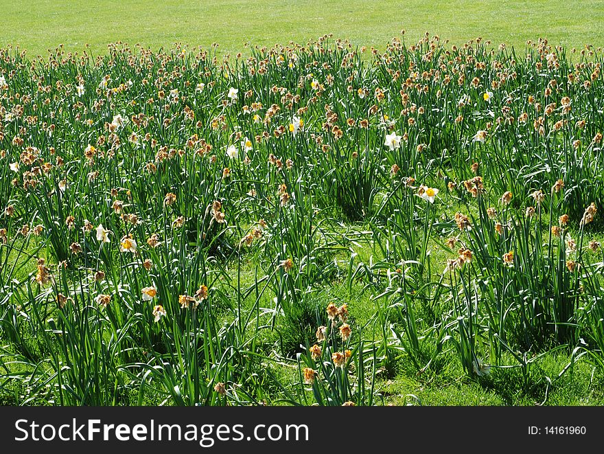 A flowered section of a green field of Greenwich park. A flowered section of a green field of Greenwich park.