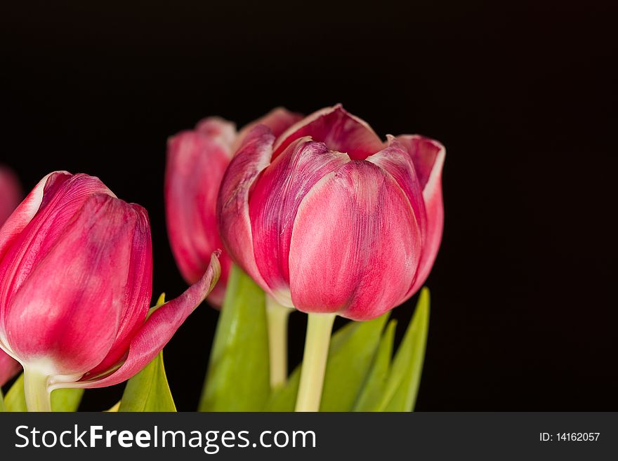 A tulip bouquet on the desk black