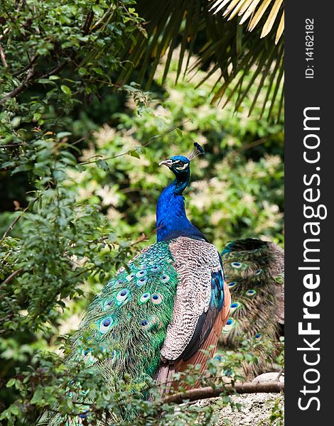 Peacock in the natural environment
