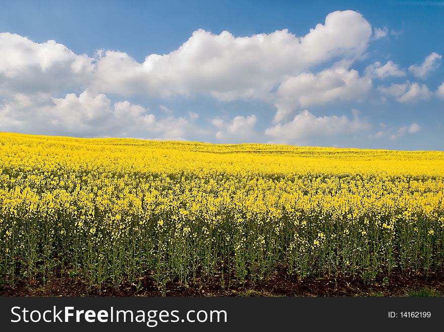 Canola Background.