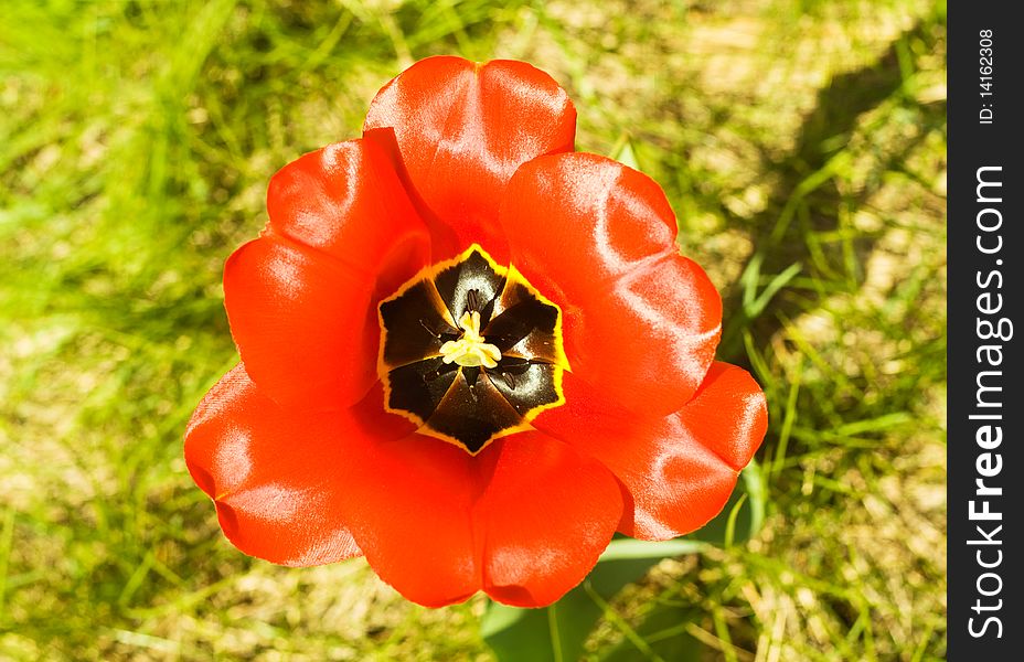 Red Flower Tulip Outdoor Close Up