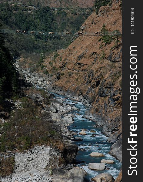 Mules crossing a suspended bridge, annapurna area, Nepal