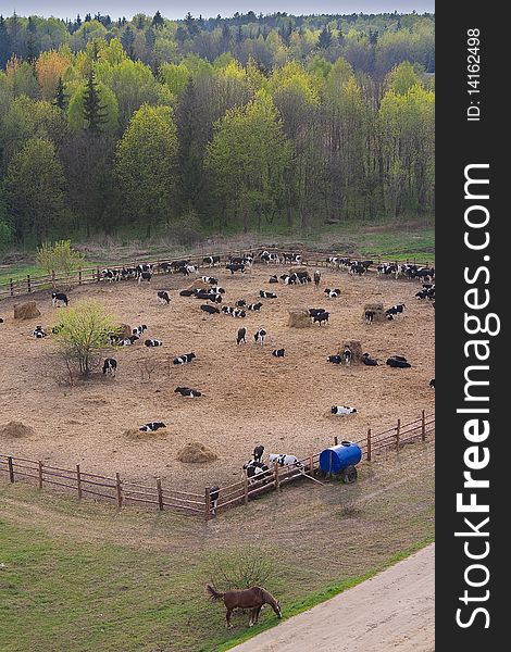 Cows behind a fencing on a farm