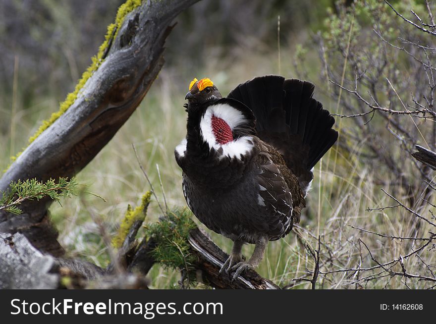 Male Blue Grouse displaying for hen while standing on tree branch. Male Blue Grouse displaying for hen while standing on tree branch