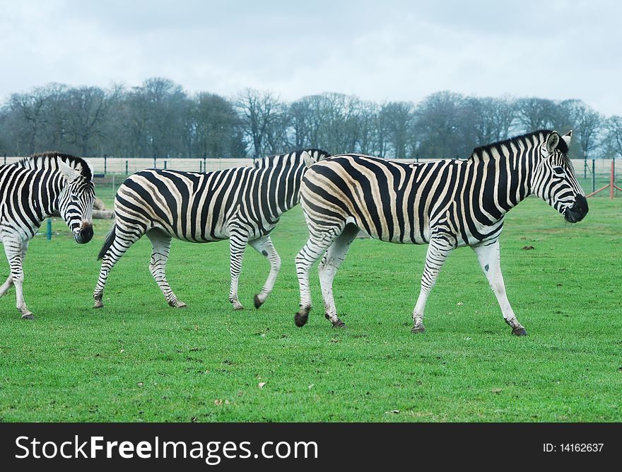 A herd of Zebras walking inside a safari park enclosure.