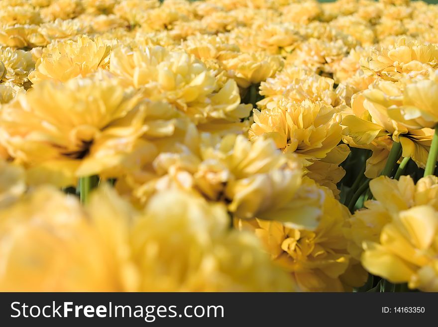 Field of brightly lit yellow tulips