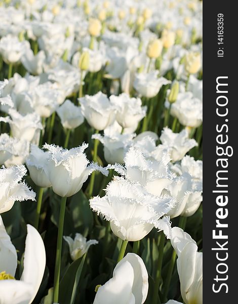 Field of brightly lit white tulips