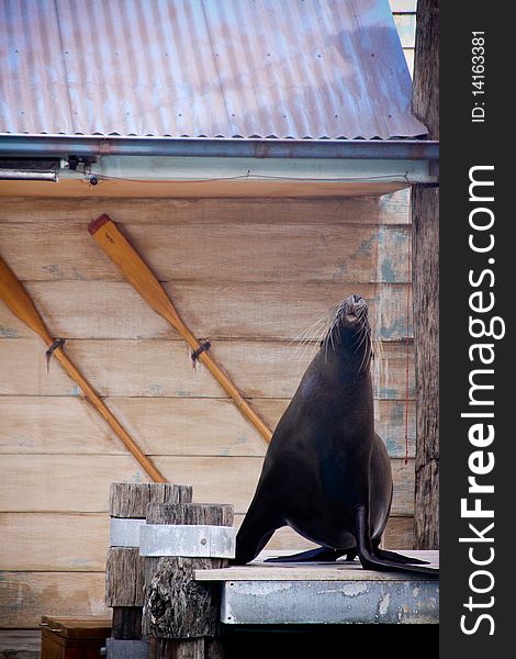 Seal show at the zoo.