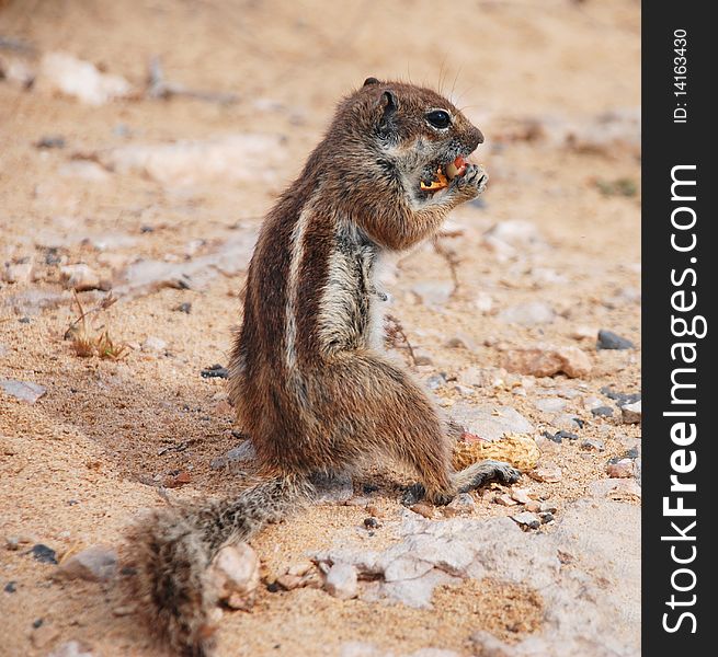 A chipmunk on a beach in fuerteventura. A chipmunk on a beach in fuerteventura