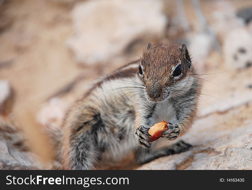 A chipmunk on a beach in fuerteventura