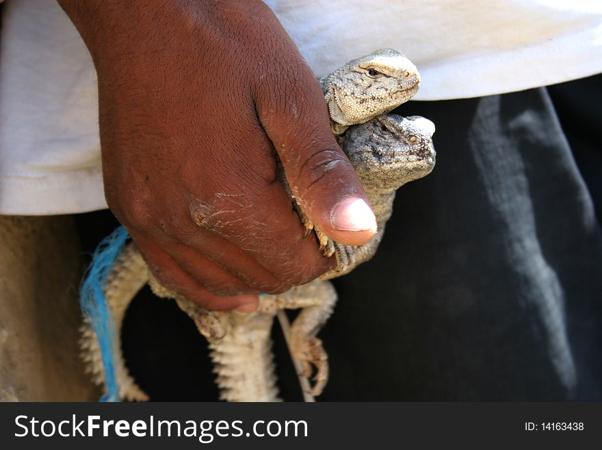 Lizards in a boy's hand in Africa in Tunis