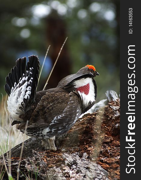 Male Blue Grouse displaying for hen while standing on tree branch. Male Blue Grouse displaying for hen while standing on tree branch