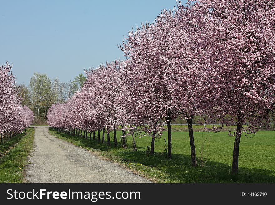 Countryroad In Spring