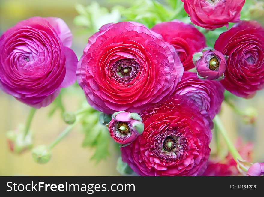 Background of rosy spring flowers. Background of rosy spring flowers