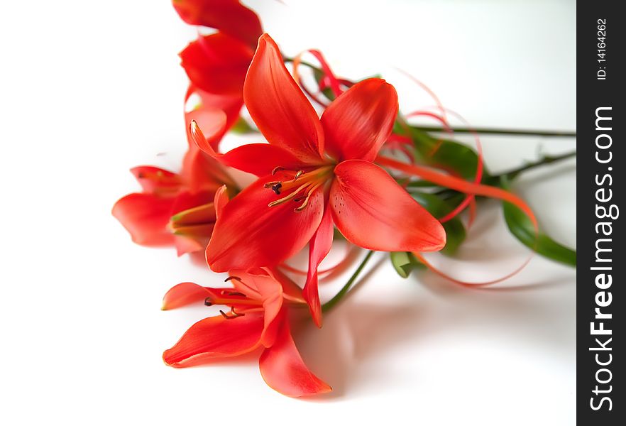 Background of red lilies on white. Background of red lilies on white