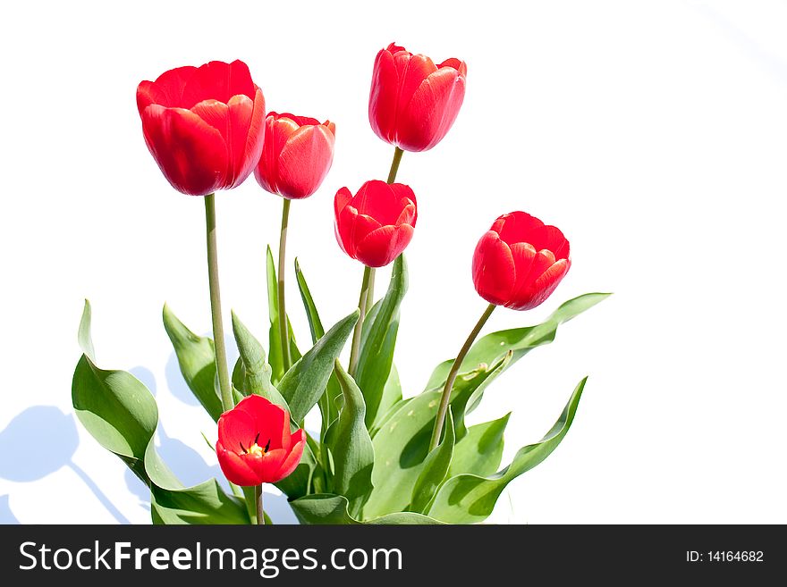 A bouquet of red tulips are blooming against a white background. Horizontal shot.