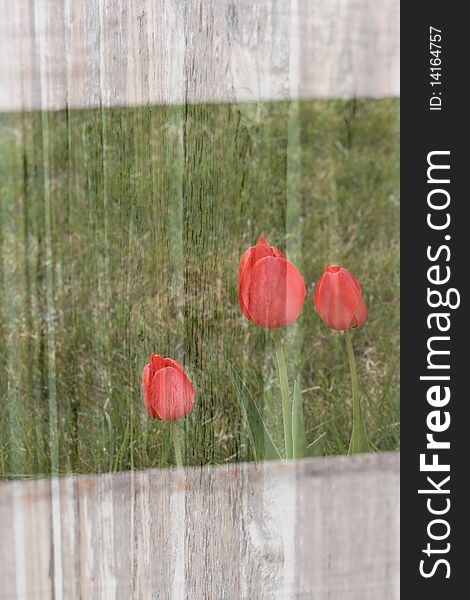 Red Tulip background in garden with gate framing the flowers
