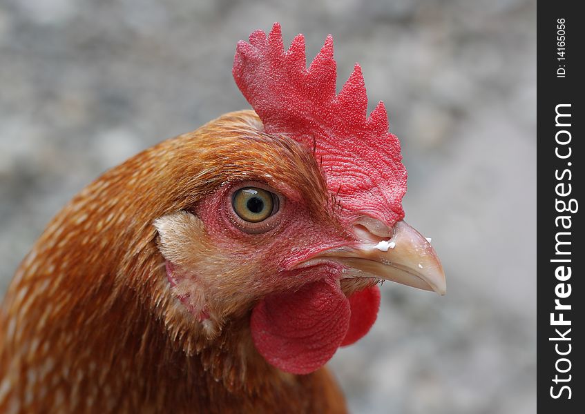 Portrait macro of a chicken