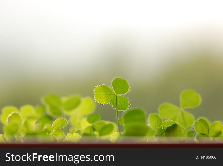 Verdant clover under sunshineï¼Œyou can use this image to express love,luck,sunshine,different,young,and green. Verdant clover under sunshineï¼Œyou can use this image to express love,luck,sunshine,different,young,and green.