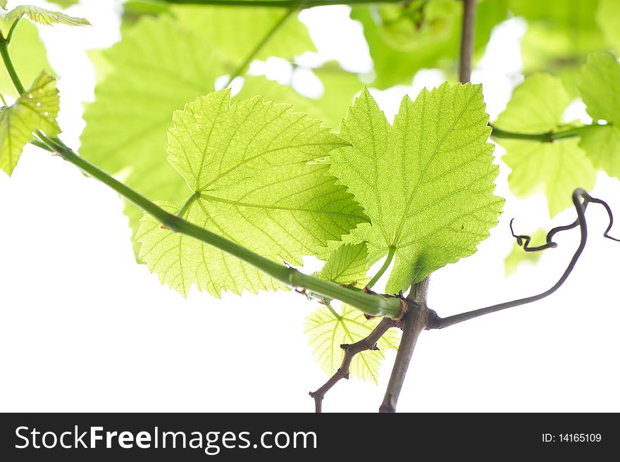 Fresh grape Leaves,in spring.