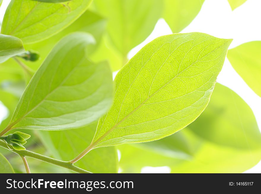 Green fresh Leaves in sunshine.