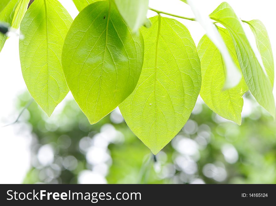 Green fresh Leaves