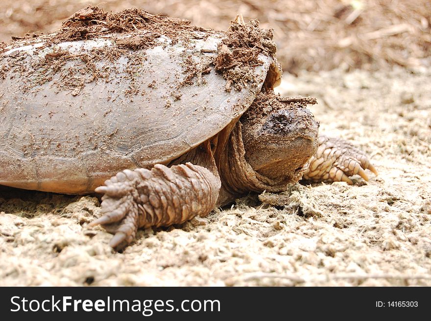 Slow moving turtle covered in woodchips. Slow moving turtle covered in woodchips.