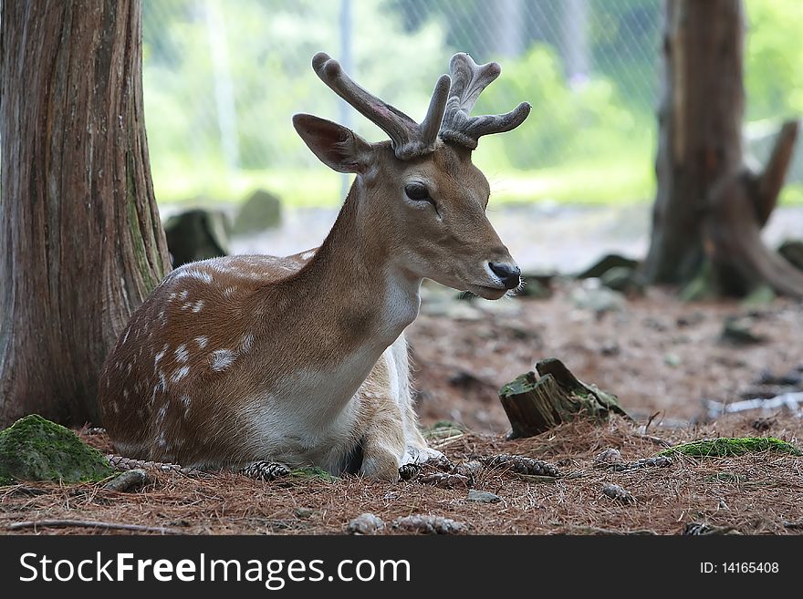 In a zoo, a young female deer resting under a tree. In a zoo, a young female deer resting under a tree