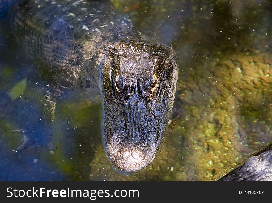 American alligator in murky water.