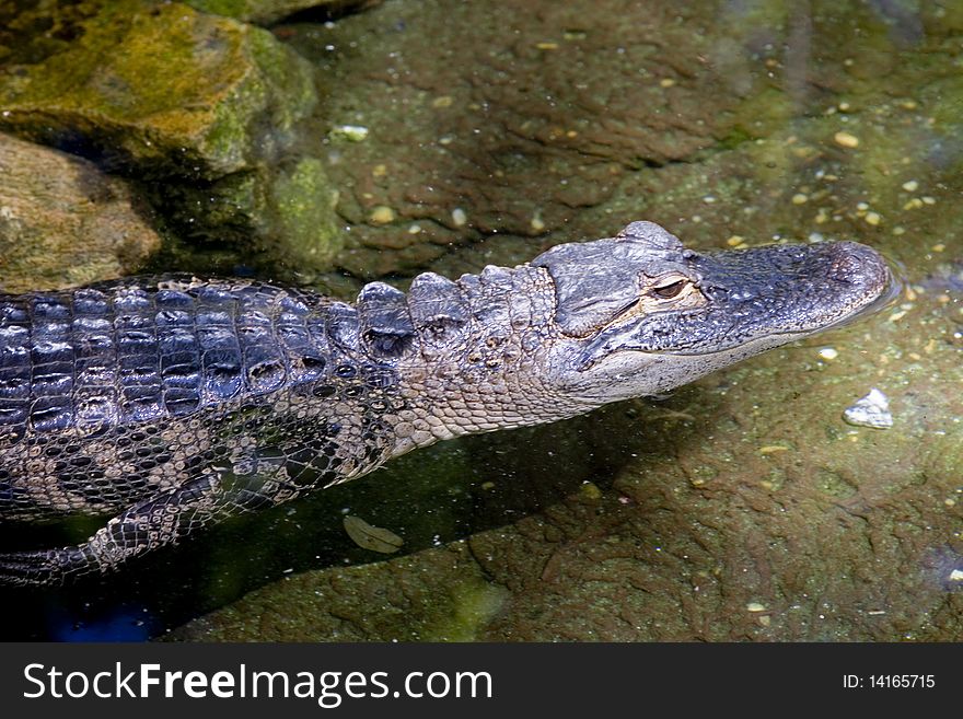 American alligator swimming through watering hole. American alligator swimming through watering hole.