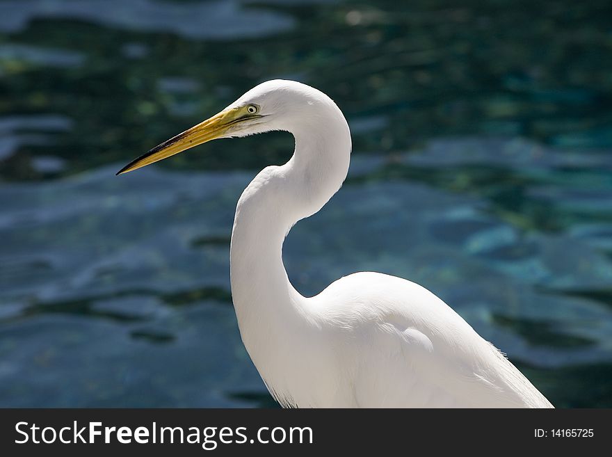 White Egret in water full sun.