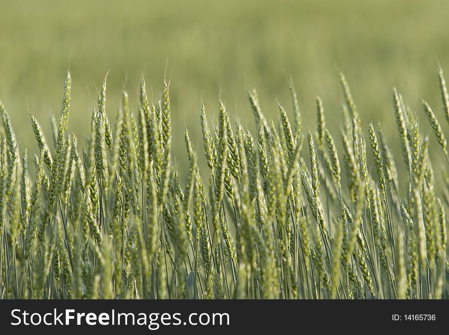 A green wheat crop is growing in a field on the prairie. Horizontal shot. A green wheat crop is growing in a field on the prairie. Horizontal shot.