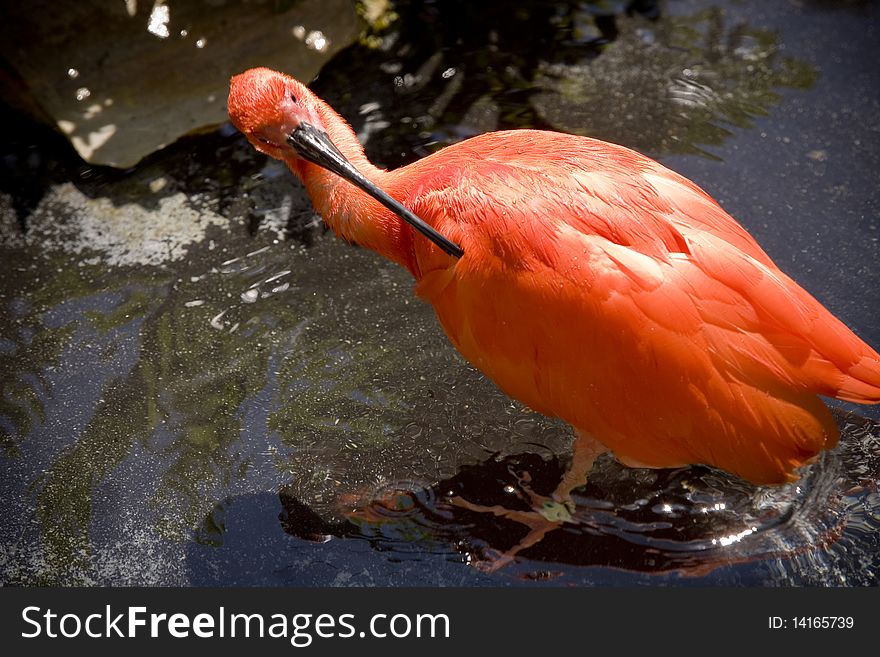 Red Ibis cleaning itself in the water