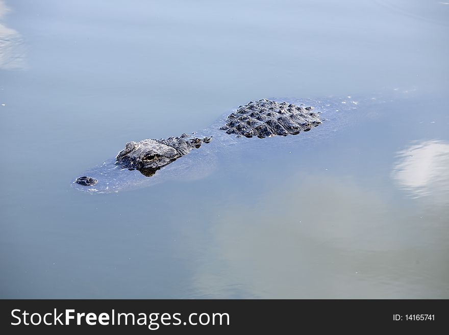 American alligator swimming through watering hole. American alligator swimming through watering hole.