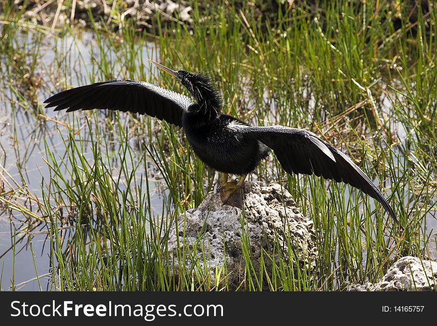 Anhinga White Bent Neck ready to take to flight.