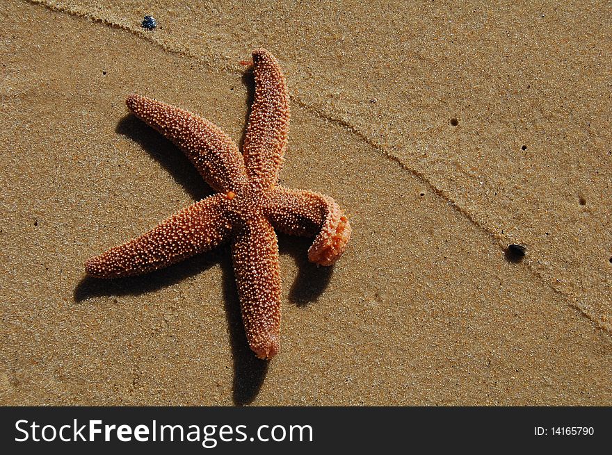 Starfish in sand with sea foam line on martha's vineyard island, MA