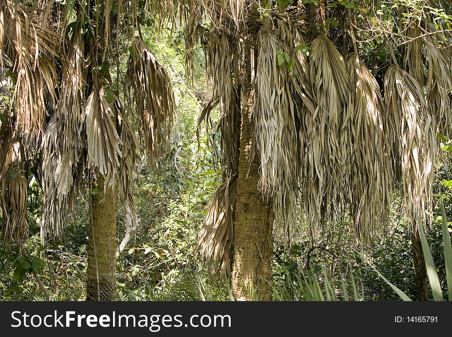 Palm trees in the Everglades National Park. Palm trees in the Everglades National Park