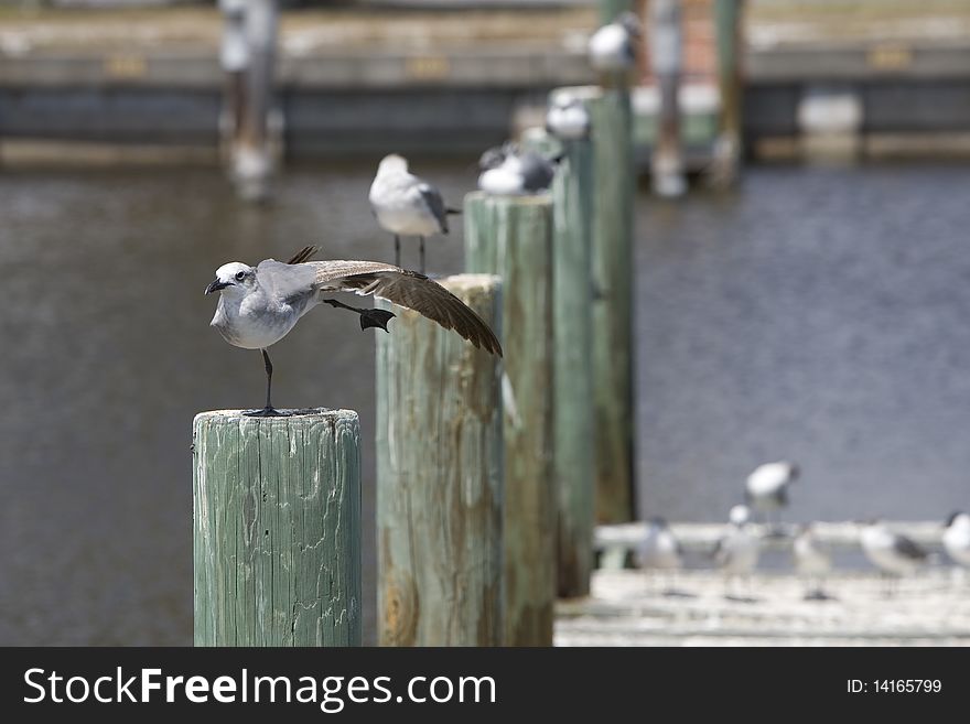 Sea Gull on dock showing off. Sea Gull on dock showing off