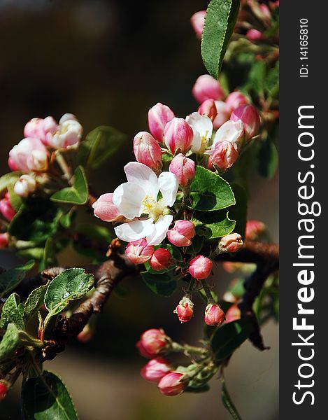 Pink apple blossoms in springtime